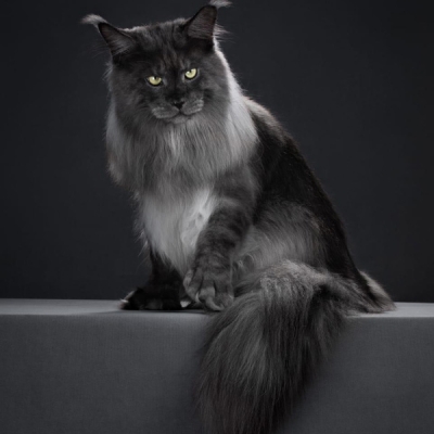 Larkistaff Venom